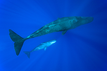 Social bahavior of Sperm Whale, Physeter macrocephalus, Caribbean Sea, Dominica