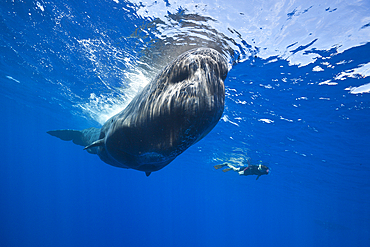 Sperm Whale and Skin diver, Physeter macrocephalus, Caribbean Sea, Dominica