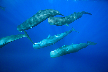 Social bahavior of Sperm Whale, Physeter macrocephalus, Caribbean Sea, Dominica