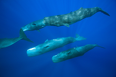 Social bahavior of Sperm Whale, Physeter macrocephalus, Caribbean Sea, Dominica