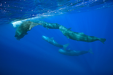 Social bahavior of Sperm Whale, Physeter macrocephalus, Caribbean Sea, Dominica