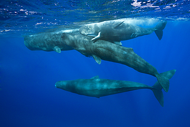 Social bahavior of Sperm Whale, Physeter macrocephalus, Caribbean Sea, Dominica