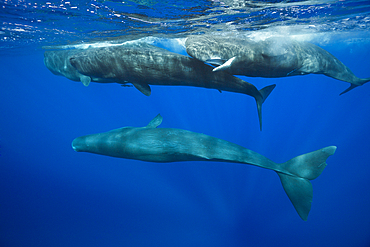 Social bahavior of Sperm Whale, Physeter macrocephalus, Caribbean Sea, Dominica