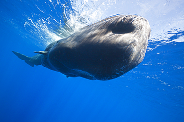 Sperm Whale, Physeter macrocephalus, Caribbean Sea, Dominica