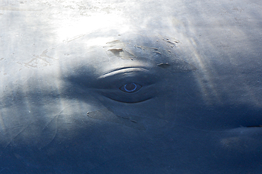 Sperm Whale Eye, Physeter macrocephalus, Caribbean Sea, Dominica