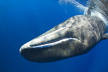 Sperm Whale, Physeter macrocephalus, Caribbean Sea, Dominica