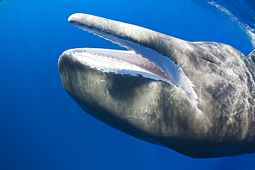 Sperm Whale, Physeter macrocephalus, Caribbean Sea, Dominica