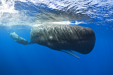 Sperm Whale Mother and Calf, Physeter macrocephalus, Caribbean Sea, Dominica