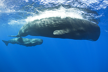 Sperm Whale Mother and Calf, Physeter macrocephalus, Caribbean Sea, Dominica