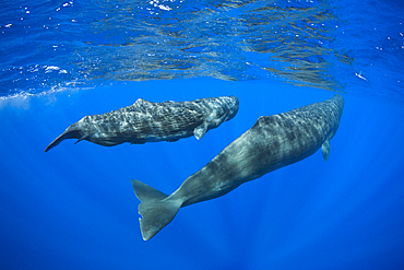 Social bahavior of Sperm Whale, Physeter macrocephalus, Caribbean Sea, Dominica