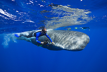 Skin diver strokes Sperm Whale, Physeter macrocephalus, Caribbean Sea, Dominica