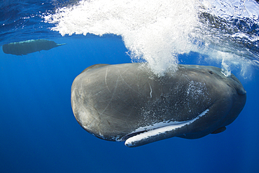 Sperm Whale, Physeter macrocephalus, Caribbean Sea, Dominica