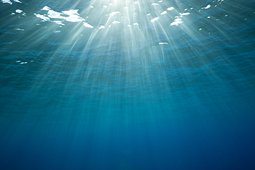 Sunbeams filtering through Water Surface, Caribbean Sea, Dominica