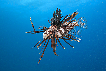 Invasive Lionfish speared by Diver, Pterois volitans, Caribbean Sea, Dominica