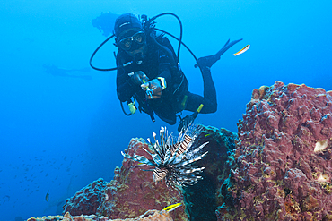 Invasive Lionfish speared by Diver, Pterois volitans, Caribbean Sea, Dominica