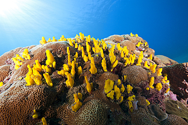 Colony of yellow Tunicates, Caribbean Sea, Dominica