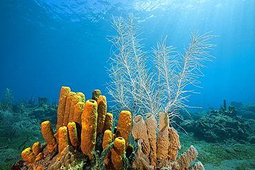 Yellow Tube Sponges in Coral Reef, Aplysina fistularis, Caribbean Sea, Dominica