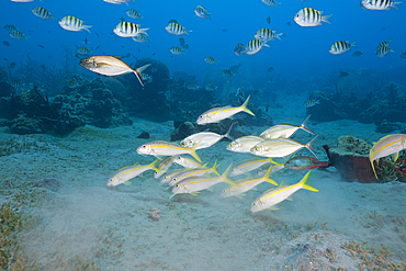 Yellowfin Goatfishes and Sergant Major Fish, Mulloidichthys martinicus, Abudefduf saxatilis, Caribbean Sea, Dominica