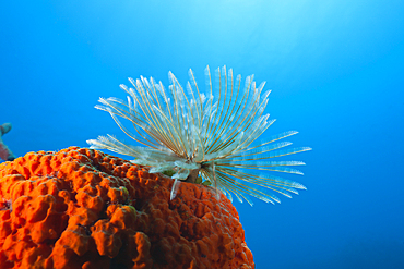 Fan Worm on red Sponge, Spirographis sp., Caribbean Sea, Dominica