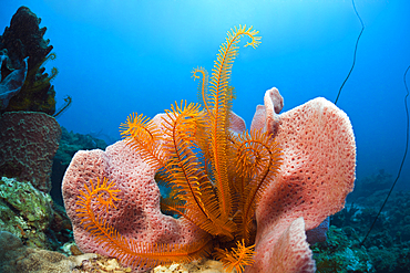 Caribbean Coral Reef, Caribbean Sea, Dominica