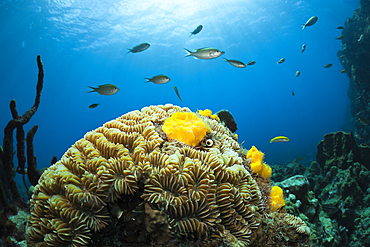 Caribbean Coral Reef, Caribbean Sea, Dominica