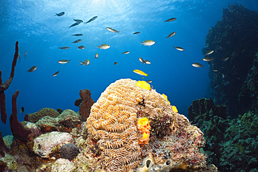 Caribbean Coral Reef, Caribbean Sea, Dominica