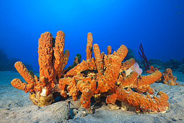 Tube Sponges in Coral Reef, Aplysina fistularis, Caribbean Sea, Dominica