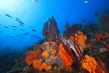 Caribbean Coral Reef, Caribbean Sea, Dominica