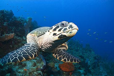 Hawksbill Turtle, Eretmochelys imbriocota, Caribbean Sea, Dominica