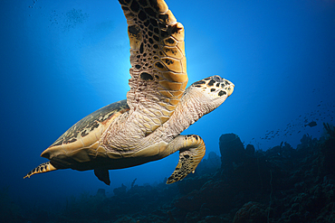 Hawksbill Turtle, Eretmochelys imbriocota, Caribbean Sea, Dominica