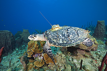 Hawksbill Turtle tagged with Transmitter, Eretmochelys imbriocota, Caribbean Sea, Dominica