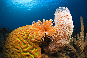 Caribbean Coral Reef, Caribbean Sea, Dominica