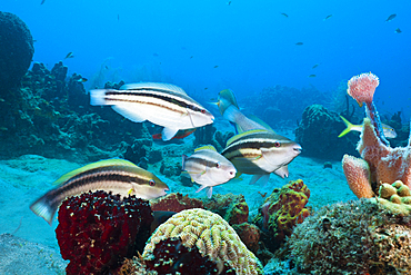 Striped parrotfish Initiale Phase, Scarus croicensis, Caribbean Sea, Dominica