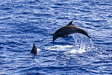 Jumping Dolpnins, Tursiops truncatus, Indian Ocean, Maldives