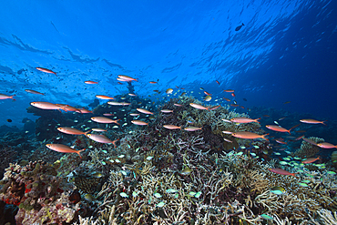 Shoal of Banana Fusiliers over Reef, Pterocaesio pisiang, Indian Ocean, Maldives