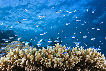 Shoal of Chromis over Reef, Chromis sp., Indian Ocean, Maldives