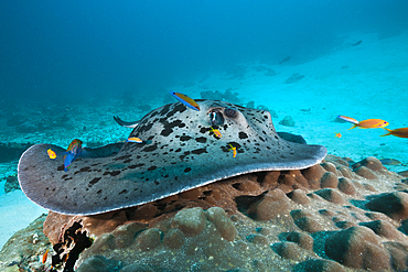 Blackspotted Stingray at Cleaning Station, Taeniura meyeni, Indian Ocean, Maldives