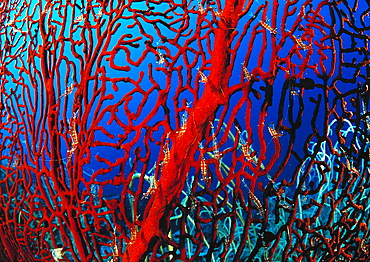 shrimp on gorgonian coral, Periclimenes psamathe, Papua New Guinea, Pacific ocean