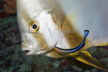 Batfish cleaned by Cleaner Wrasse, Platax teira, Labroides dimidiatus, Indian Ocean, Maldives