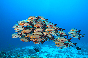 Shoal of Humpback Snapper, Lutjanus gibbus, Felidhu Atoll, Maldives