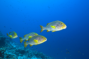 Oriental Sweetlips, Plectorhinchus vittatus, Felidhu Atoll, Maldives