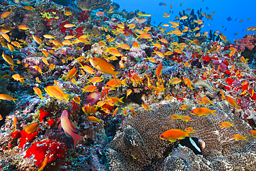 Lyretail Anthias in Coral Reef, Pseudanthias squamipinnis, Felidhu Atoll, Maldives