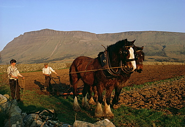 Horse and plough, County Sligo, Connacht, Eire (Republic of Ireland), Europe