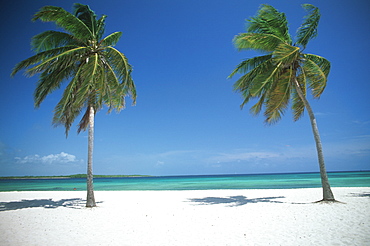 Camaguey Province Santa Lucia Playa los Cocos coconut palms on a beautiful white sand beach, Cuba