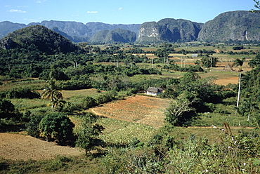 Tobacco fields near Vinale in Pinar del Rio in the heart of Cuba's tobacco growing area with limestone mountains called mogotes, Cuba