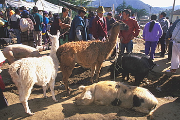 Otavalo, north of Quito is one of Latin Am's most famous markets for textiles, crafts and produce animal market with llamas, pigs, Quito, Ecuador