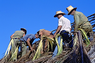 Campesinos thatching the roof of a farmhouse in rural Pinar del Rio Province in western Cuba, Cuba