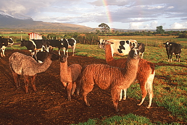 Farmland near Cotopaxi Volcano south of Quito with dairy cattle and llamas grazing, Highlands, Ecuador