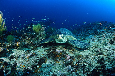 Turtle, Green Sea Chelonia mydas, Galapagos Islands, Ecuador