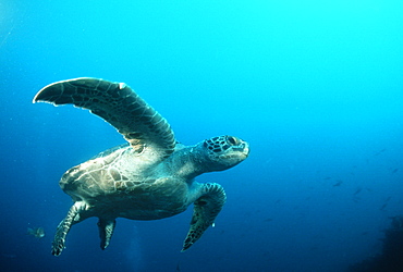 Turtle, Green Sea Chelonia mydas, Galapagos Islands, Ecuador